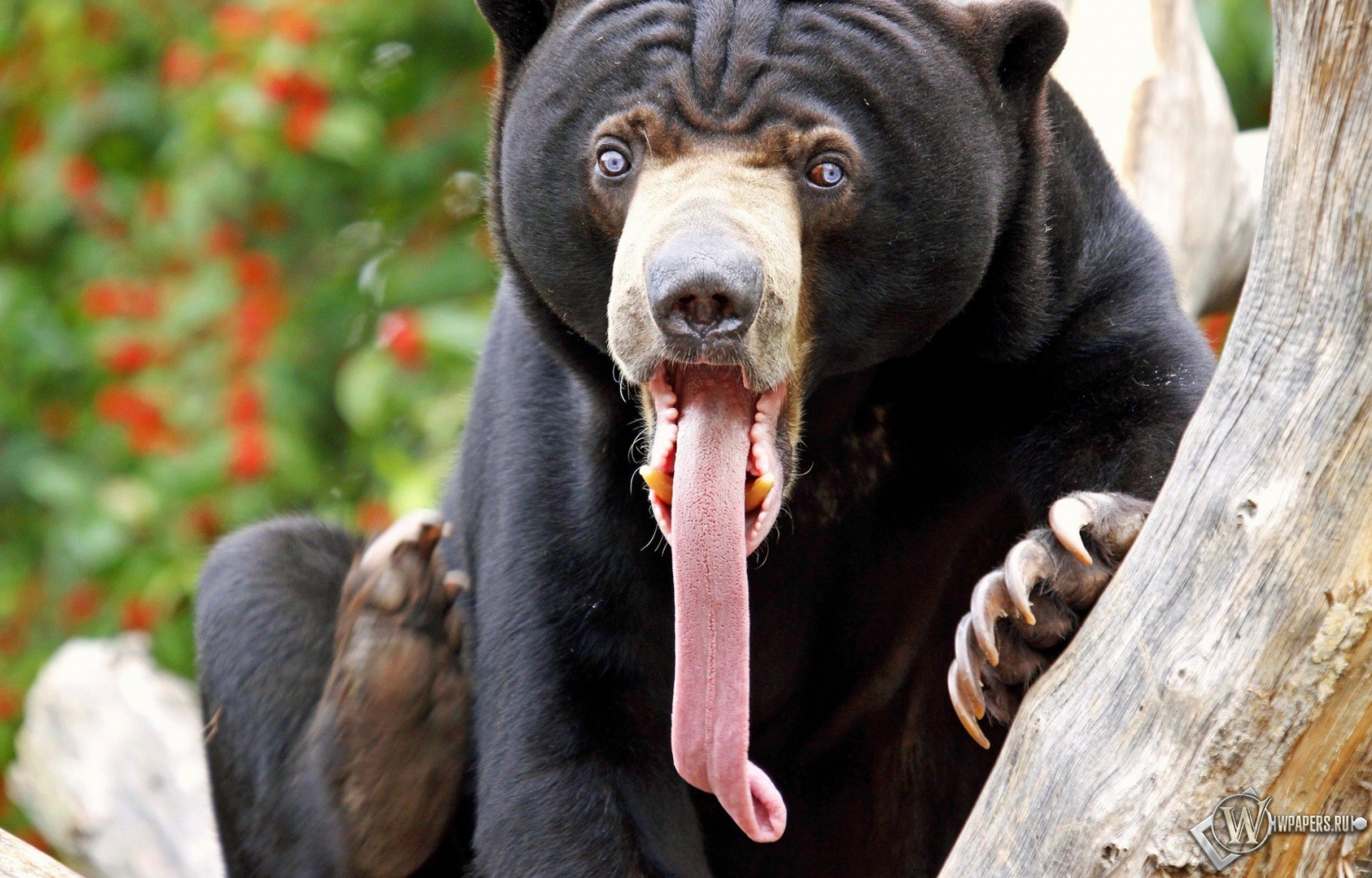 Медведь высунул язык 1600x1024