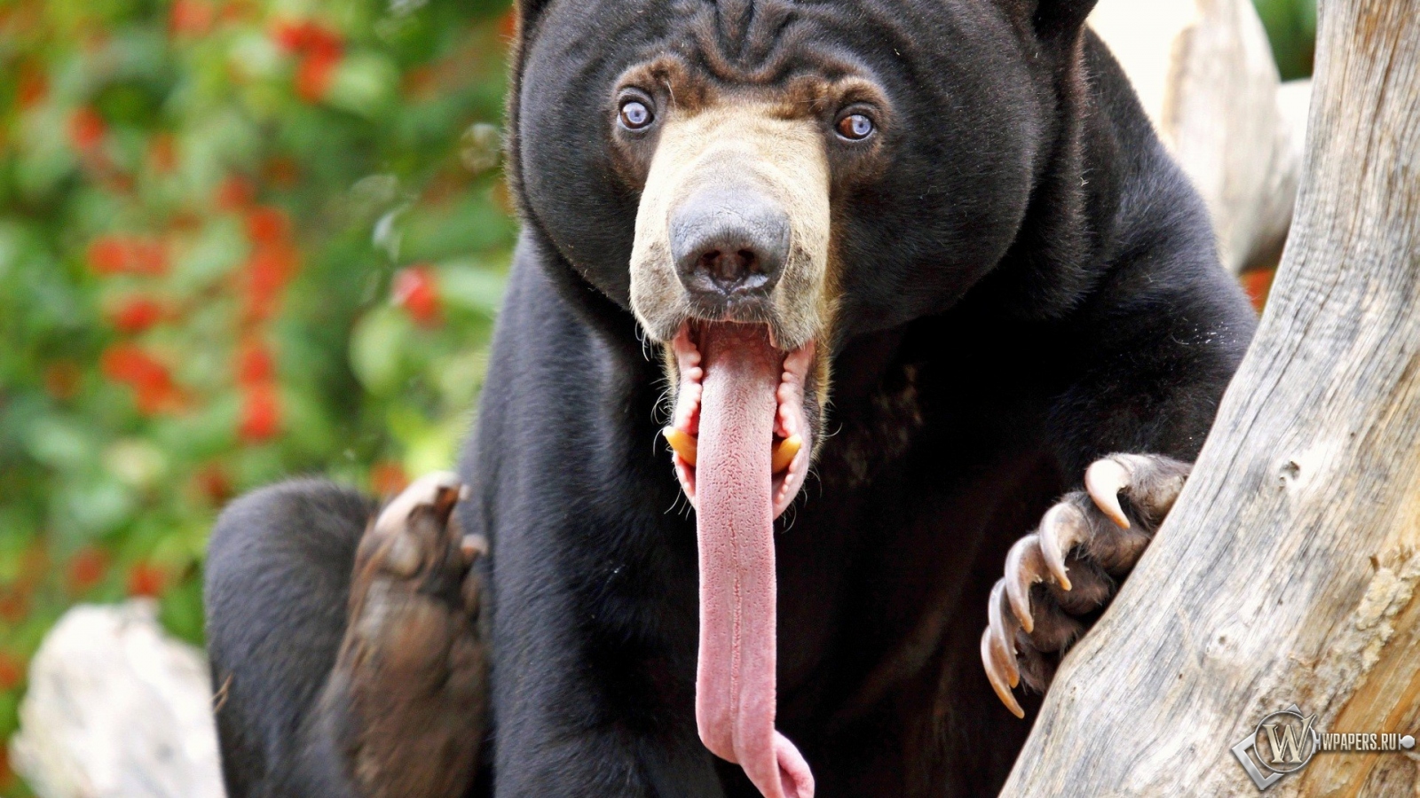 Медведь высунул язык 1600x900