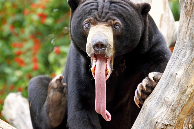 Медведь высунул язык