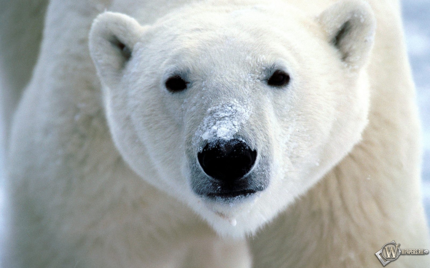 Морда белого медведя 1440x900