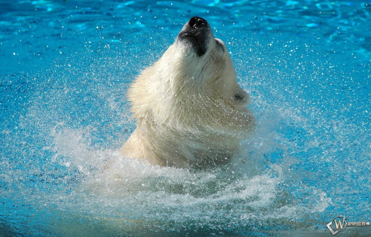Медведь в воде 1200x768