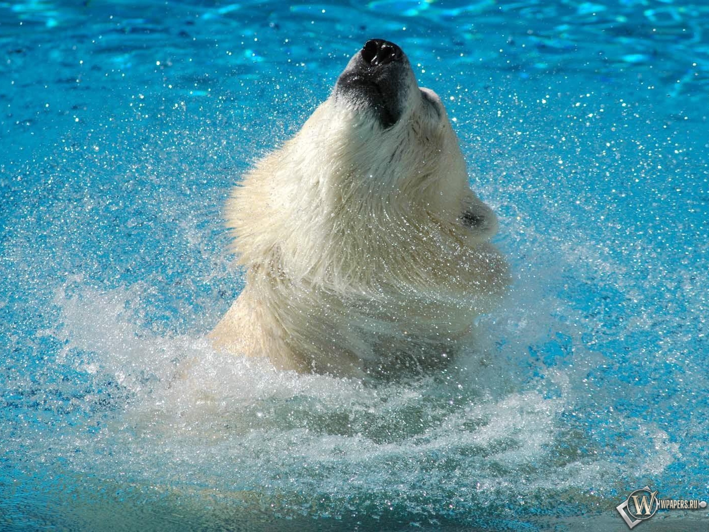 Медведь в воде 1400x1050