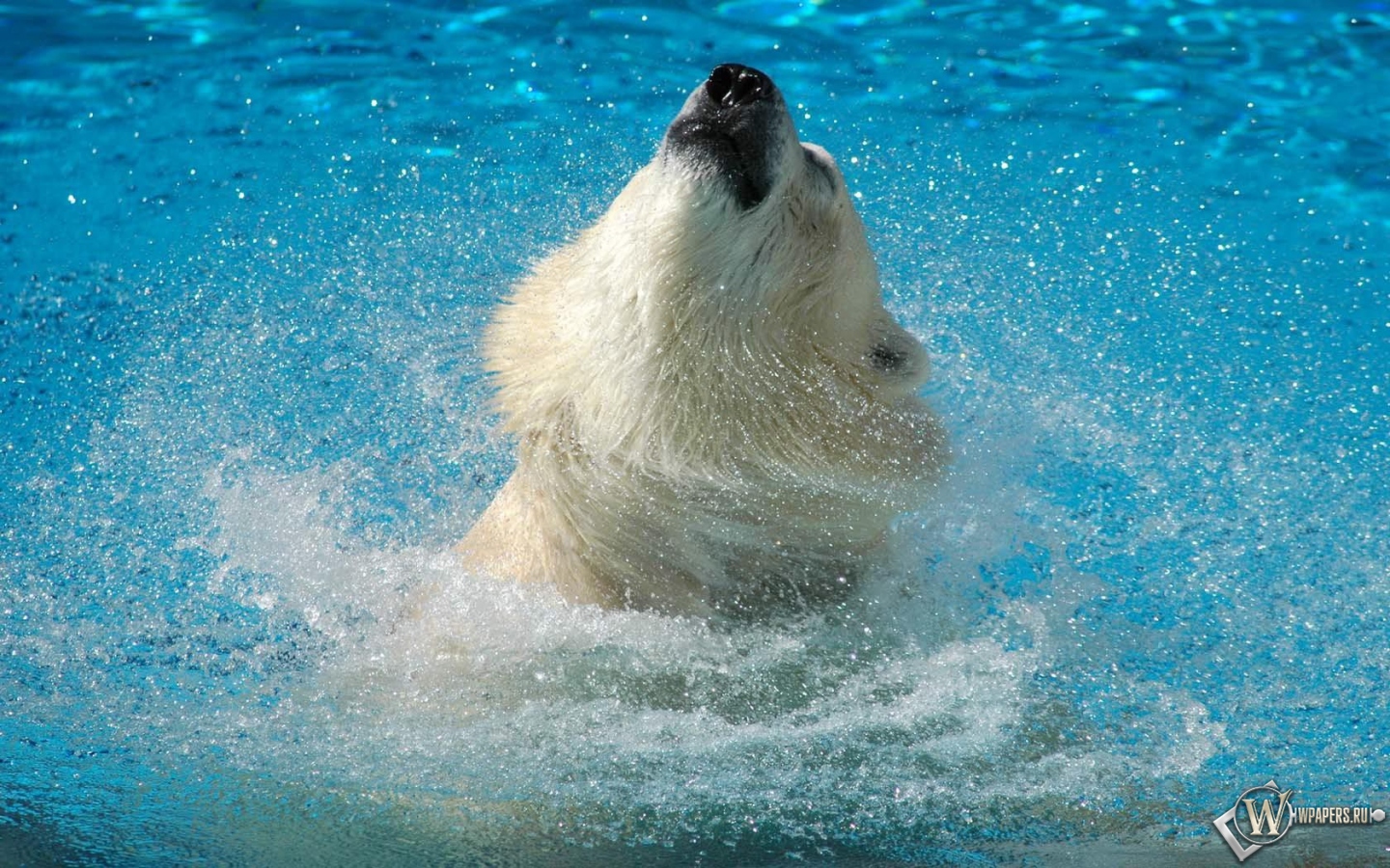 Медведь в воде 1440x900