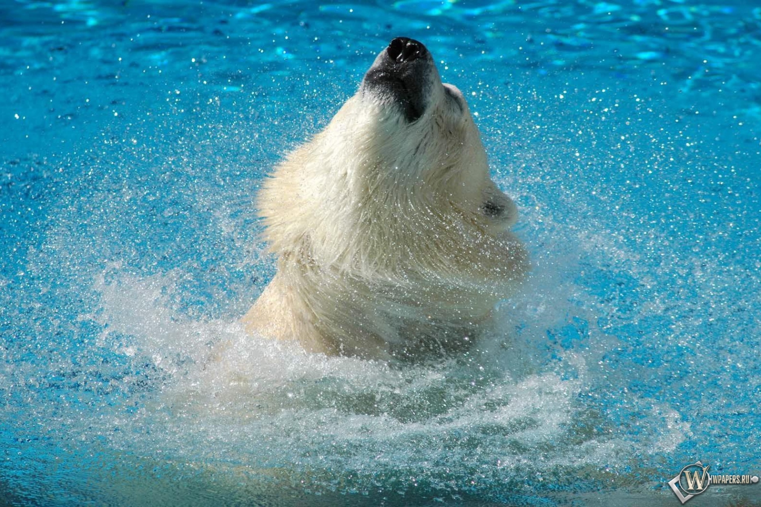 Медведь в воде 1500x1000