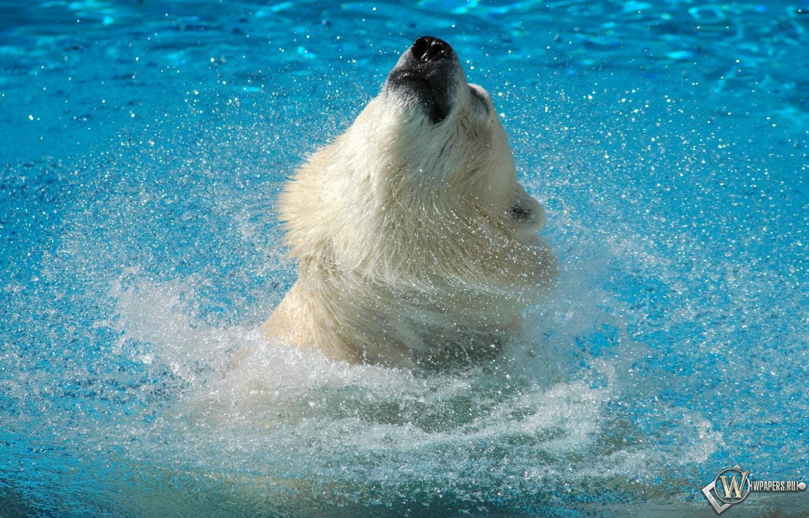 Медведь в воде 1600x1024