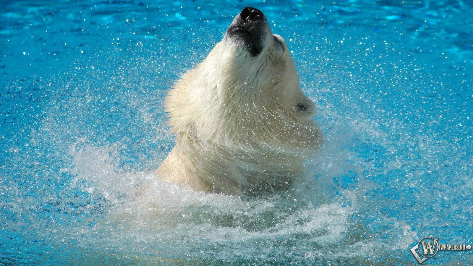 Медведь в воде 1600x900