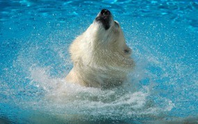 Обои Медведь в воде: Вода, Брызги, Медведь, Медведи
