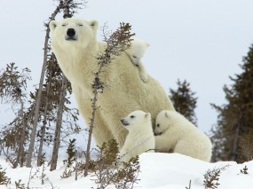 Обои Белая медведица с медвежатами: Белые медведи, Медведица, Медвежата, Медведи
