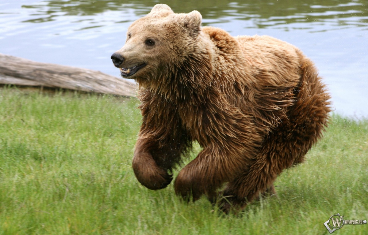 Медведь играет на траве 1200x768