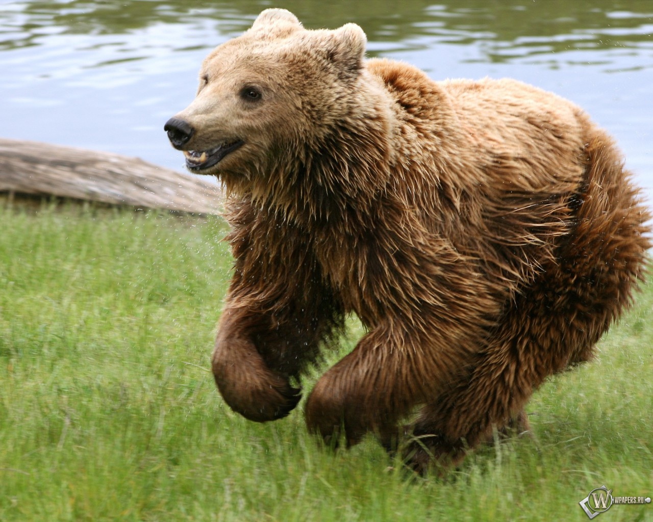Медведь играет на траве 1280x1024