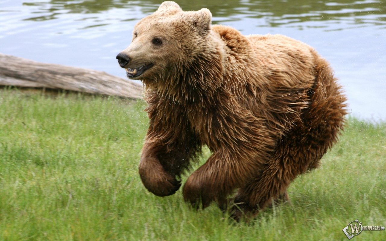 Медведь играет на траве 1280x800