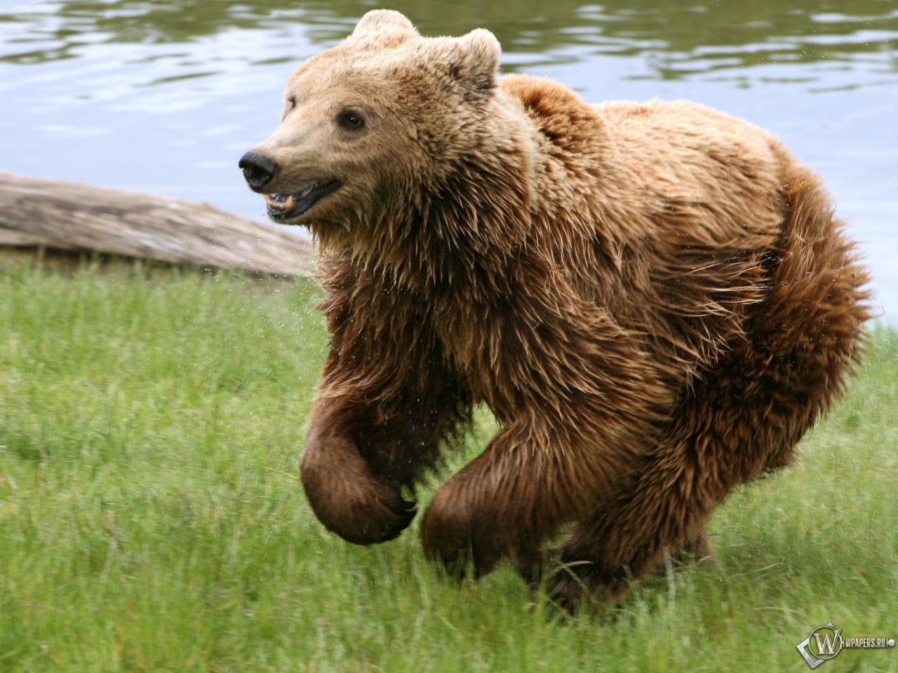 Медведь играет на траве 1280x960