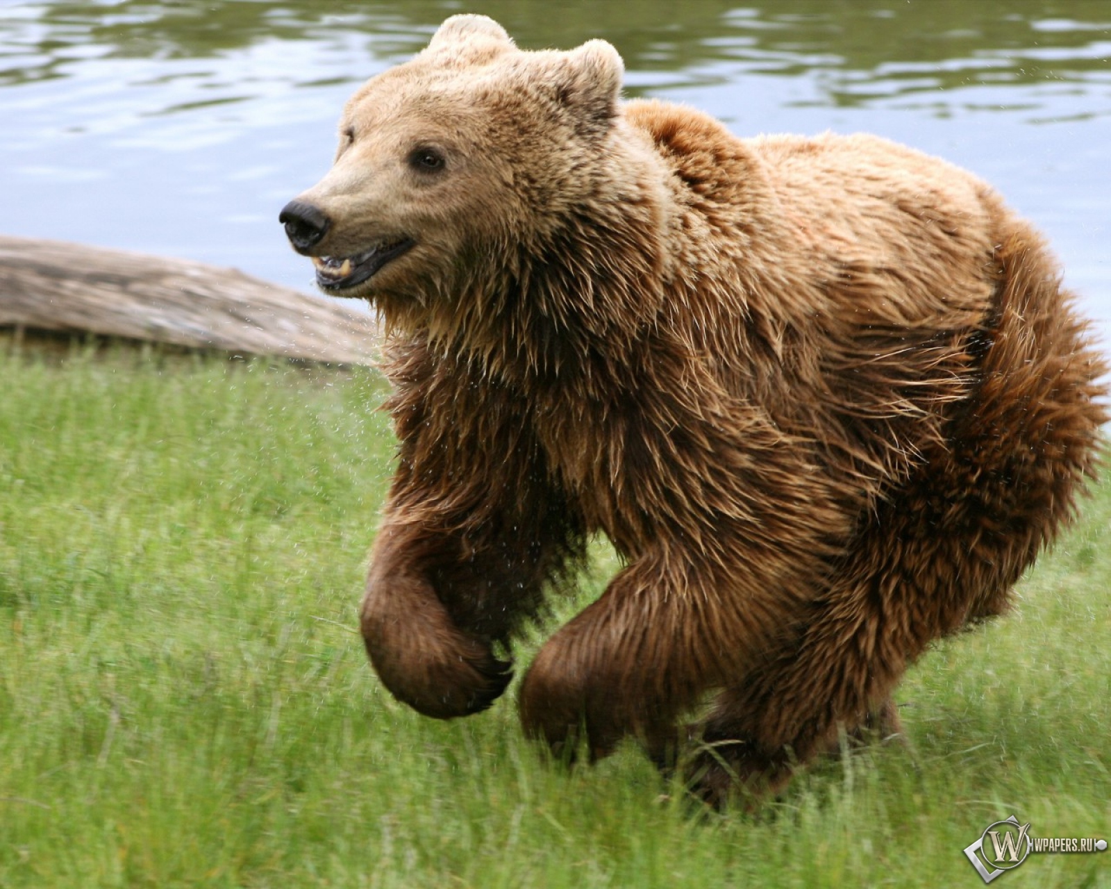 Медведь играет на траве 1600x1280