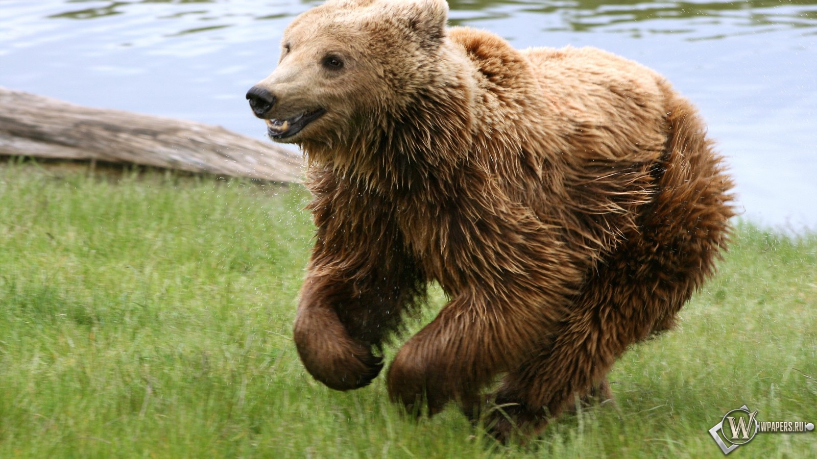 Медведь играет на траве 1600x900