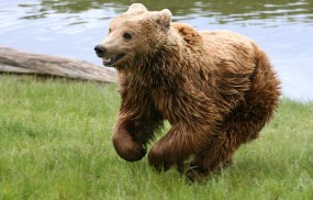 Обои Медведь играет на траве: Река, Трава, Медведь, Медведи