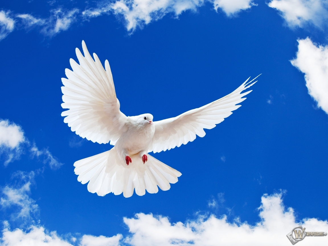 Летящий белый голубь 1152x864