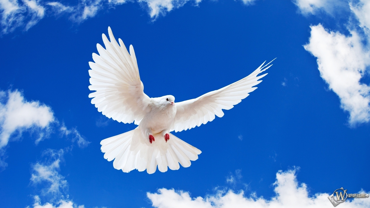 Летящий белый голубь 1280x720