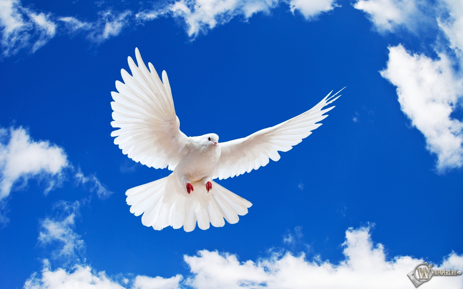 Летящий белый голубь 1536x960