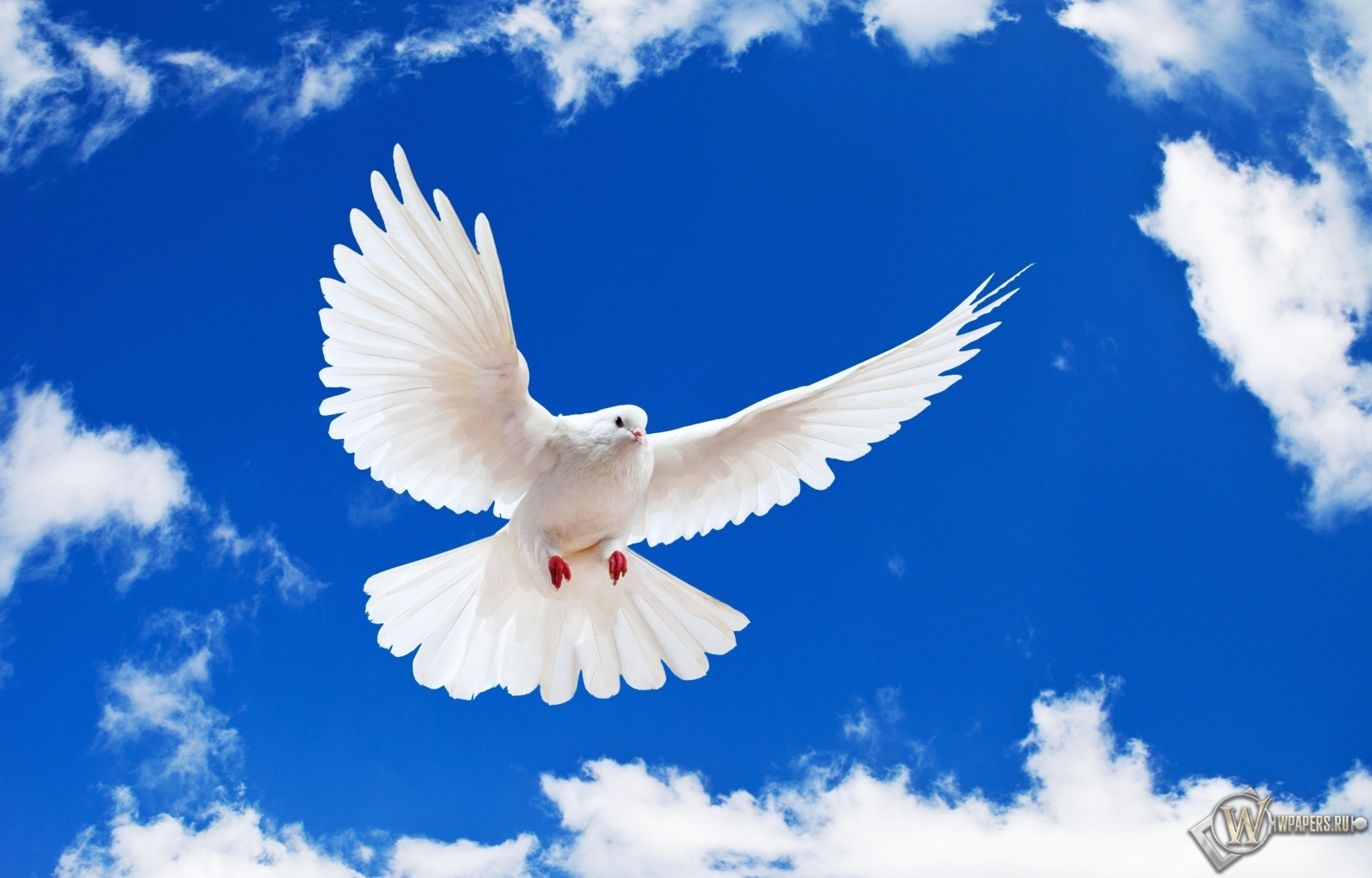 Летящий белый голубь 1600x1024