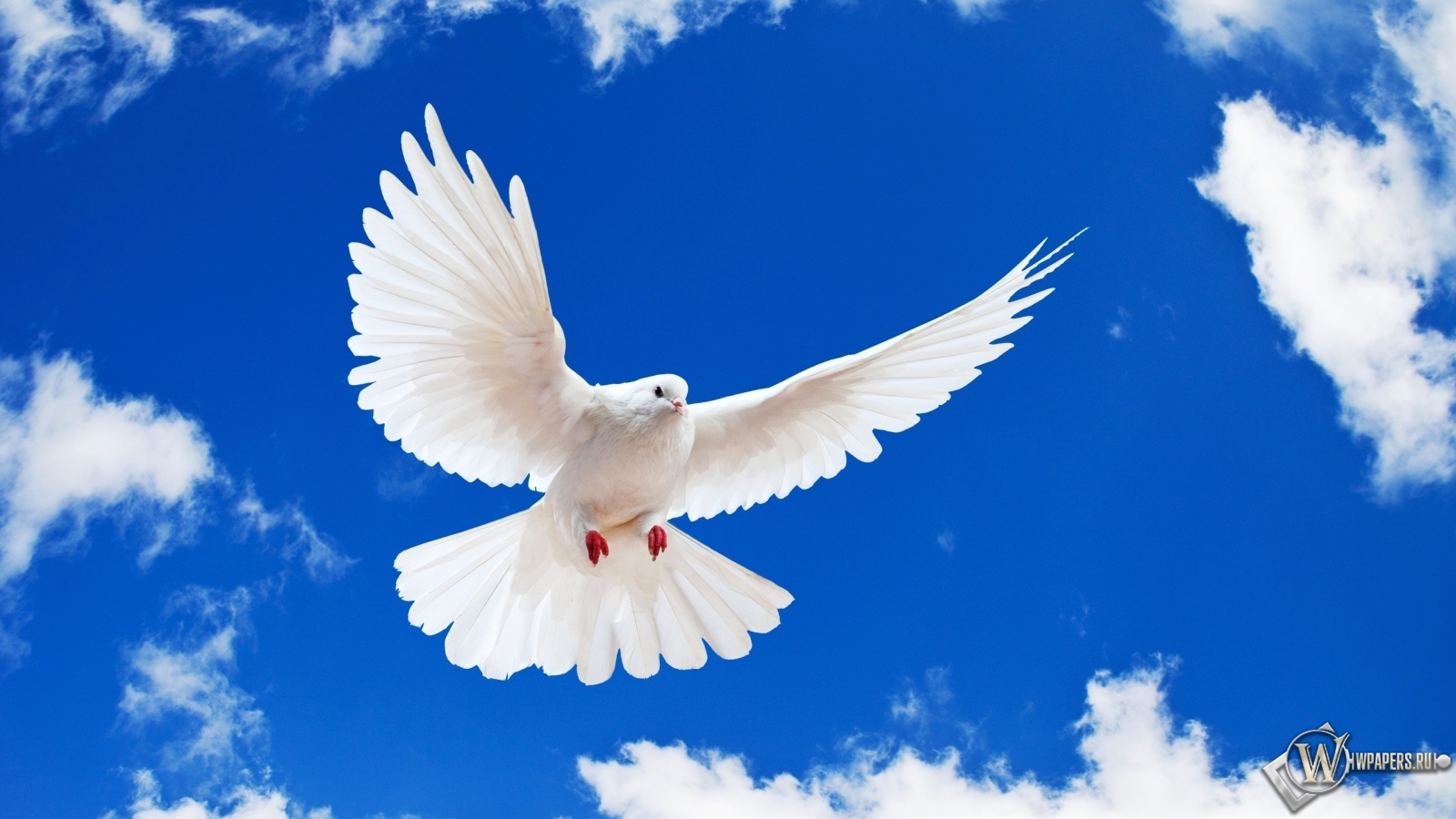 Летящий белый голубь 1600x900