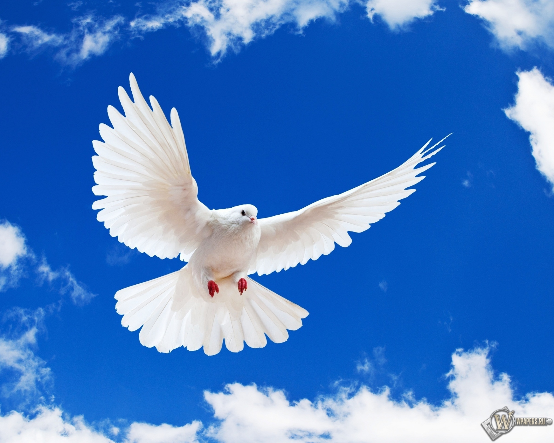 Летящий белый голубь 1920x1536