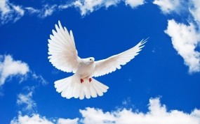 Обои Летящий белый голубь: Небо, Белый, Голубь, Птицы