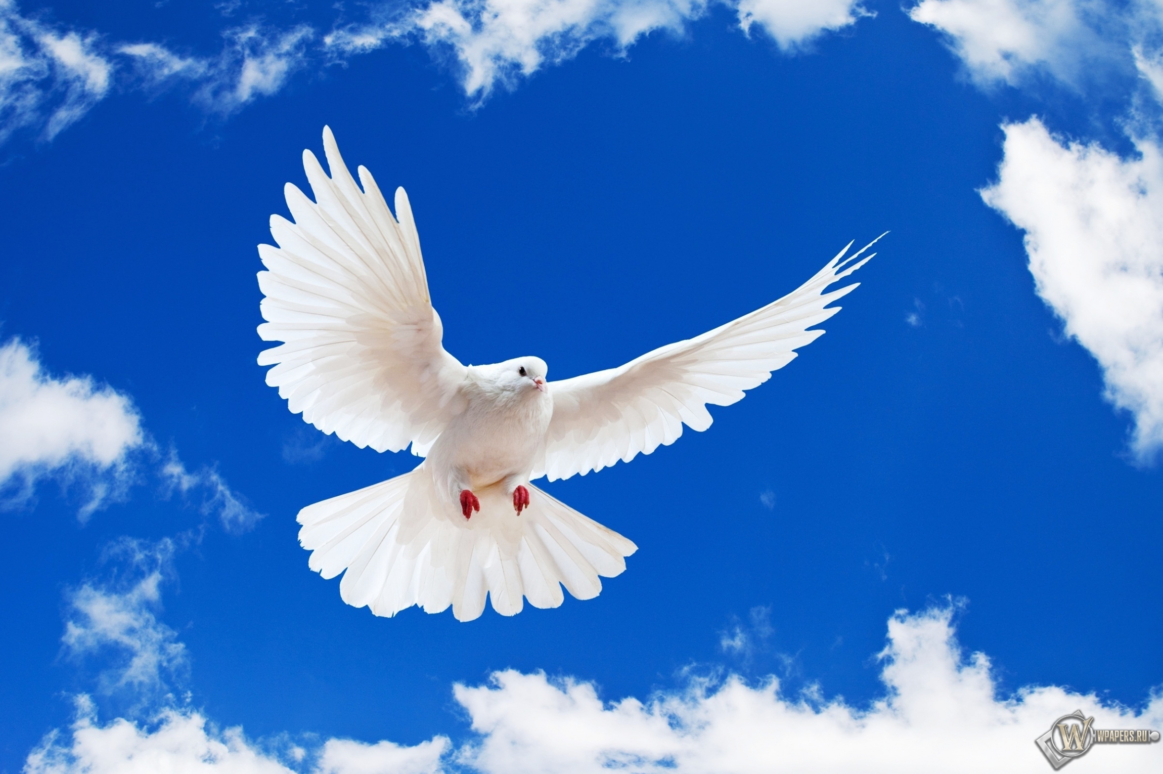 5 благословен. Белый голубь. Белая птица. Голуби в небе. Голубое небо с голубями.