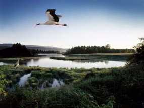Обои Летящий аист: Озеро, Пруд, Птица, Аист, Птицы