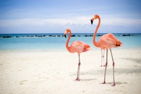 Обои Два фламинго: Пляж, Море, Птица, Фламинго, Птицы