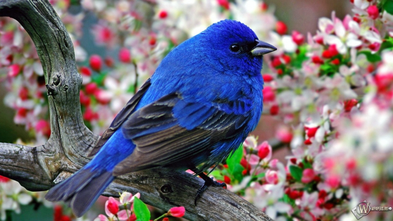 Синяя птица 1366x768