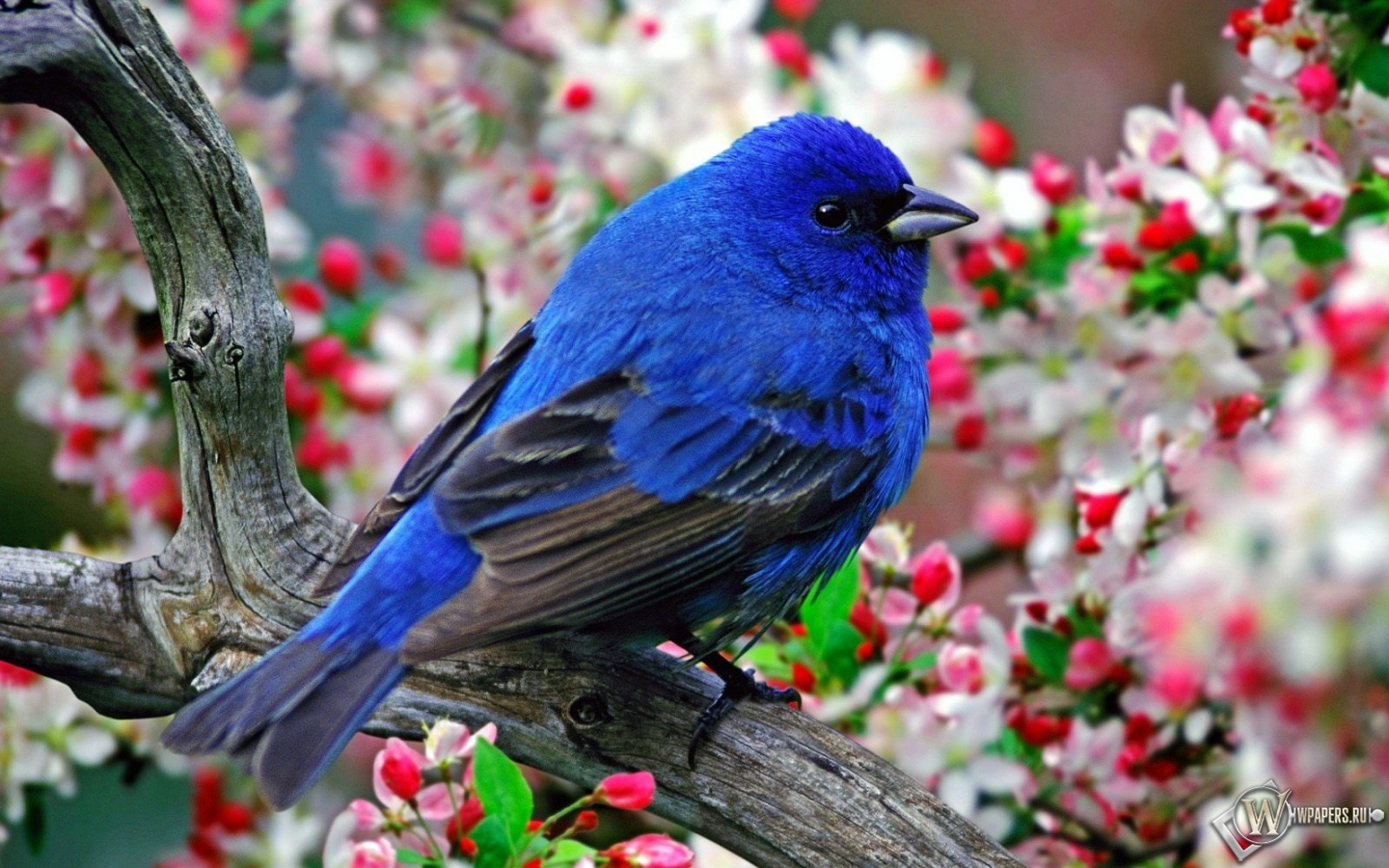 Синяя птица 1440x900