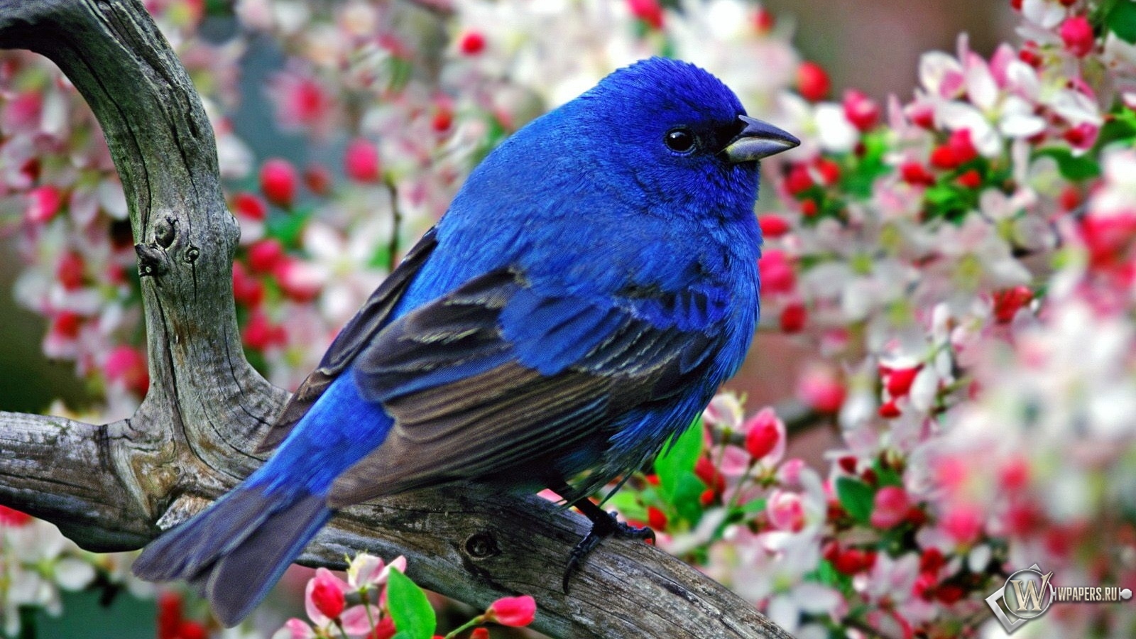 Синяя птица 1600x900