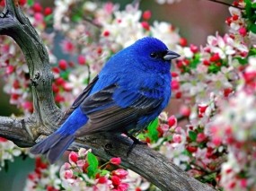 Обои Синяя птица: Птица, Синий, Цветы, Птицы