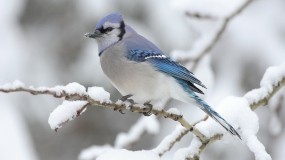 Обои Голубая сойка: Зима, Птица, Птицы