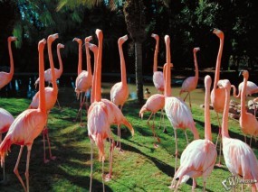 Обои Розовые фламинго: Фламинго, Птицы
