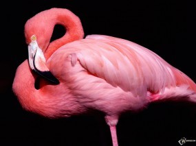 Обои Розовый фламинго: , Птицы