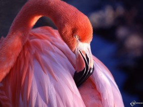 Обои Розовый фламинго: , Птицы