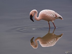 Обои Фламинго: Фламинго, Птицы