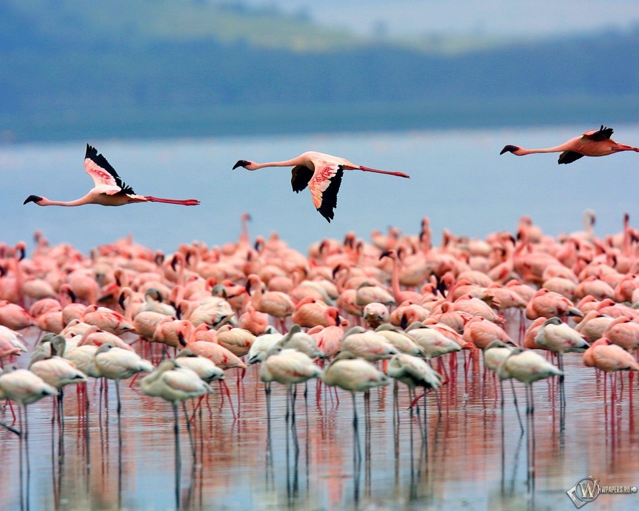 Стая фламинго в Кении 1280x1024
