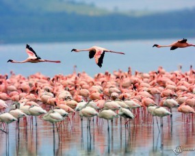 Обои Стая фламинго в Кении: Кения, Фламинго, Стая, Птицы, Птицы