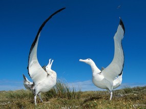 Обои Странствующие альбатросы: Птицы, Альбатросы, Птицы