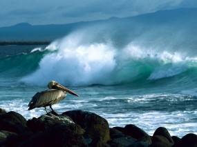 Обои Пеликан: Пеликан, Галапагосские острова, Птицы
