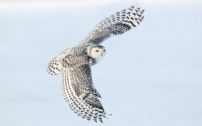 Обои Снежная сова в полете: Полёт, Крылья, Сова, Птицы