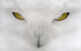Белая сова