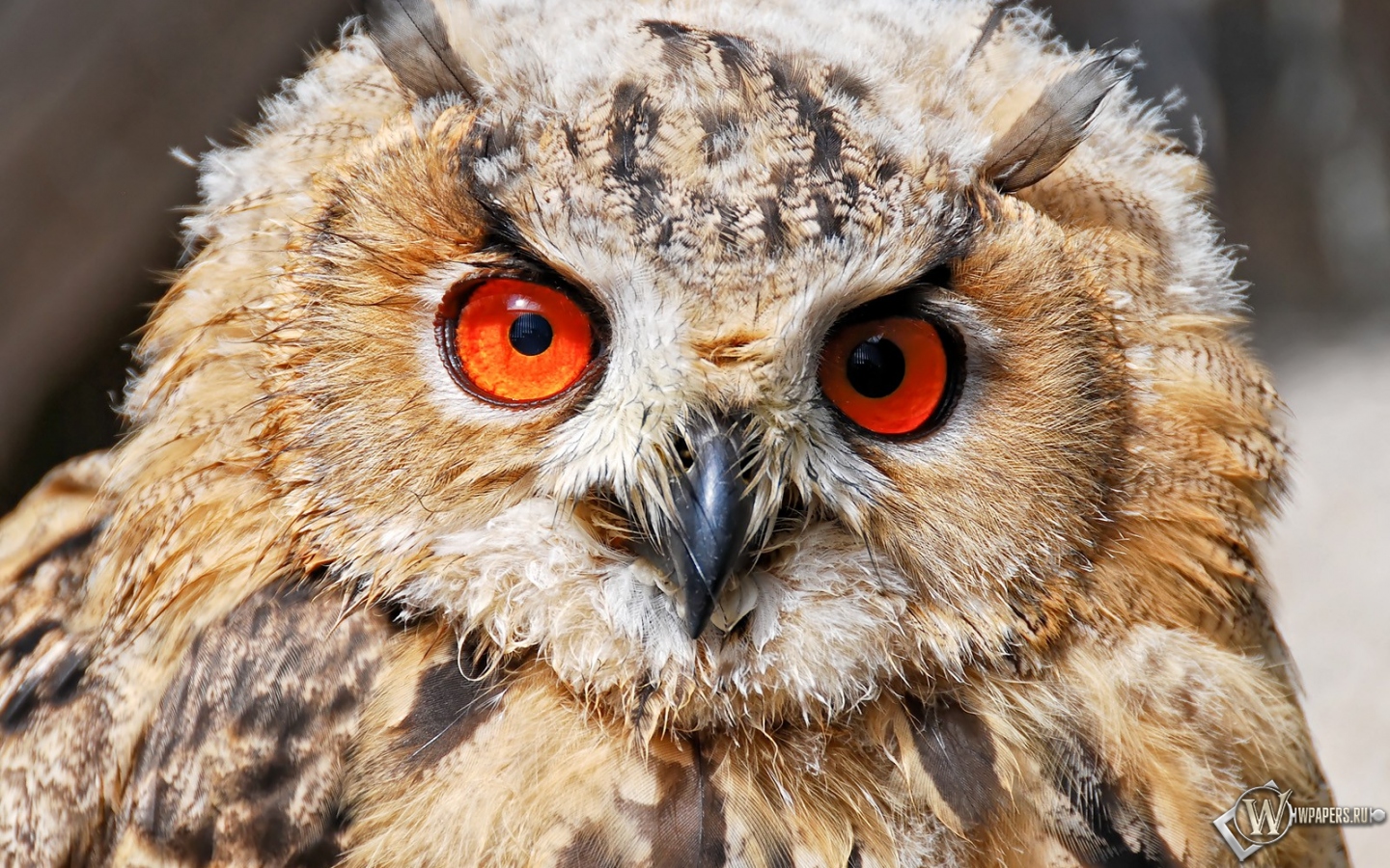 Напуганная сова 1440x900