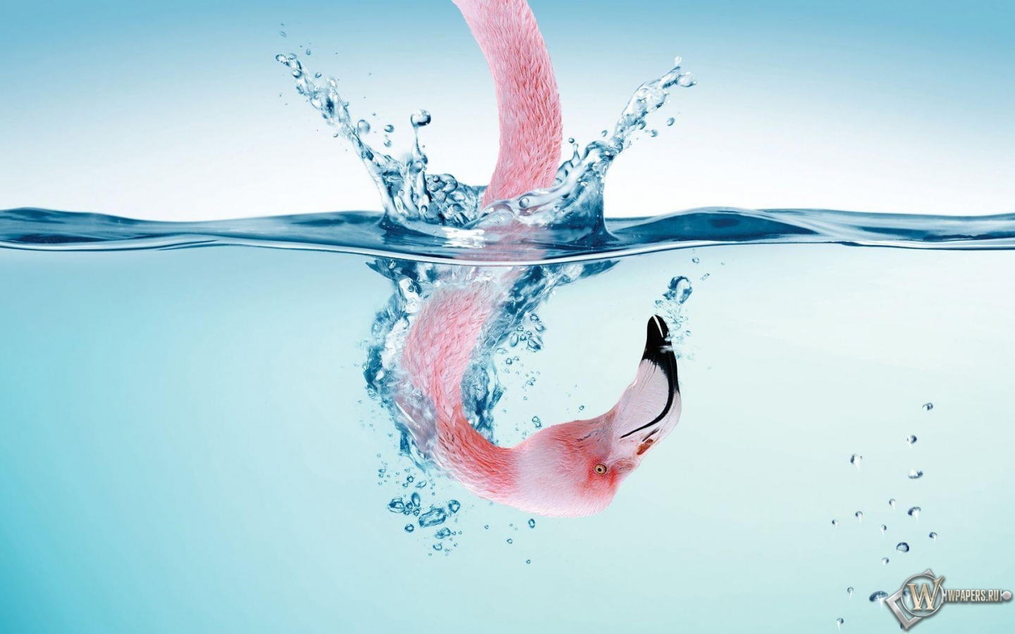 Фламинго в воде 1440x900