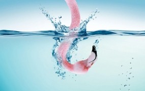 Обои Фламинго в воде: Вода, Шея, Розовый, Голова, Фламинго, Птицы