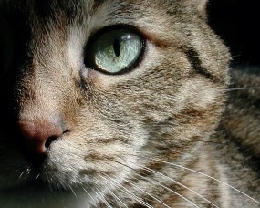 Обои Кошкин глаз: Глаз, Морда, Кошка, Кошки