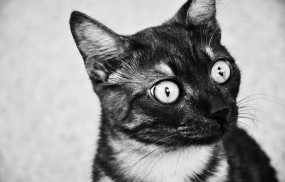 Обои удивленный котик: Глаза, Взгляд, Кот, Удивление, Кошки