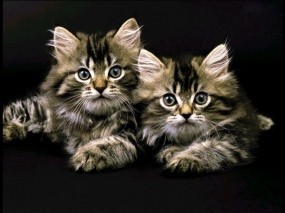 Обои Два котенка: Котята, Чёрный фон, Кошки